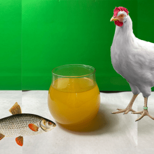 به روغن­ های حاصل از جانوران آبزیبا بوی فراوان که محتوی اسید چرب غیر اشباع و اشباع می باشند روغن ماهی می­ گویند.تالو مرغی، نوعی چربی حیوانی است که از بافت چربی مرغ ها به دست می آید.